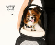 The Pet Carrier in Coast Blue
