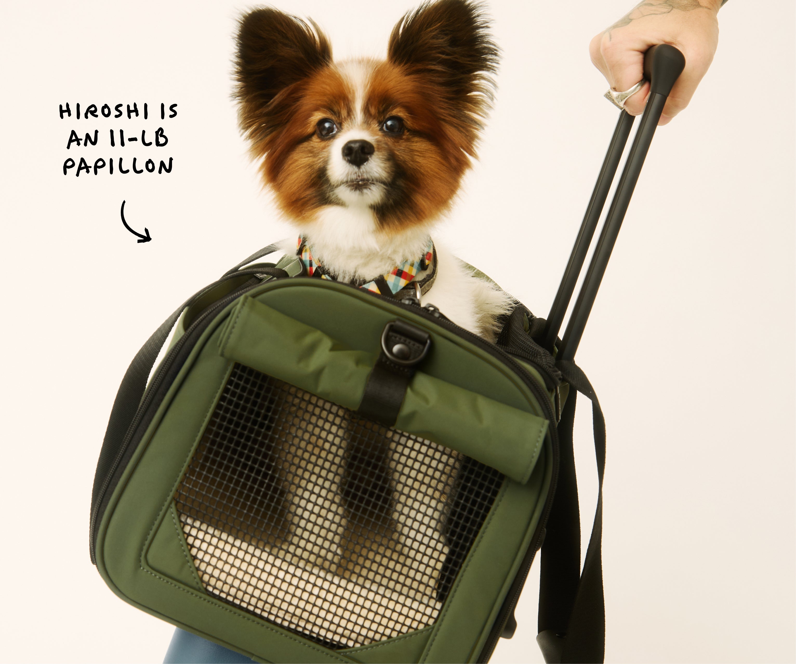 Away Pet Carrier in Olive Green Away Pet Carrier in Olive Green