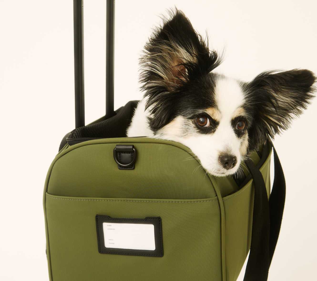 Dog peeking out from a green bag with a white background