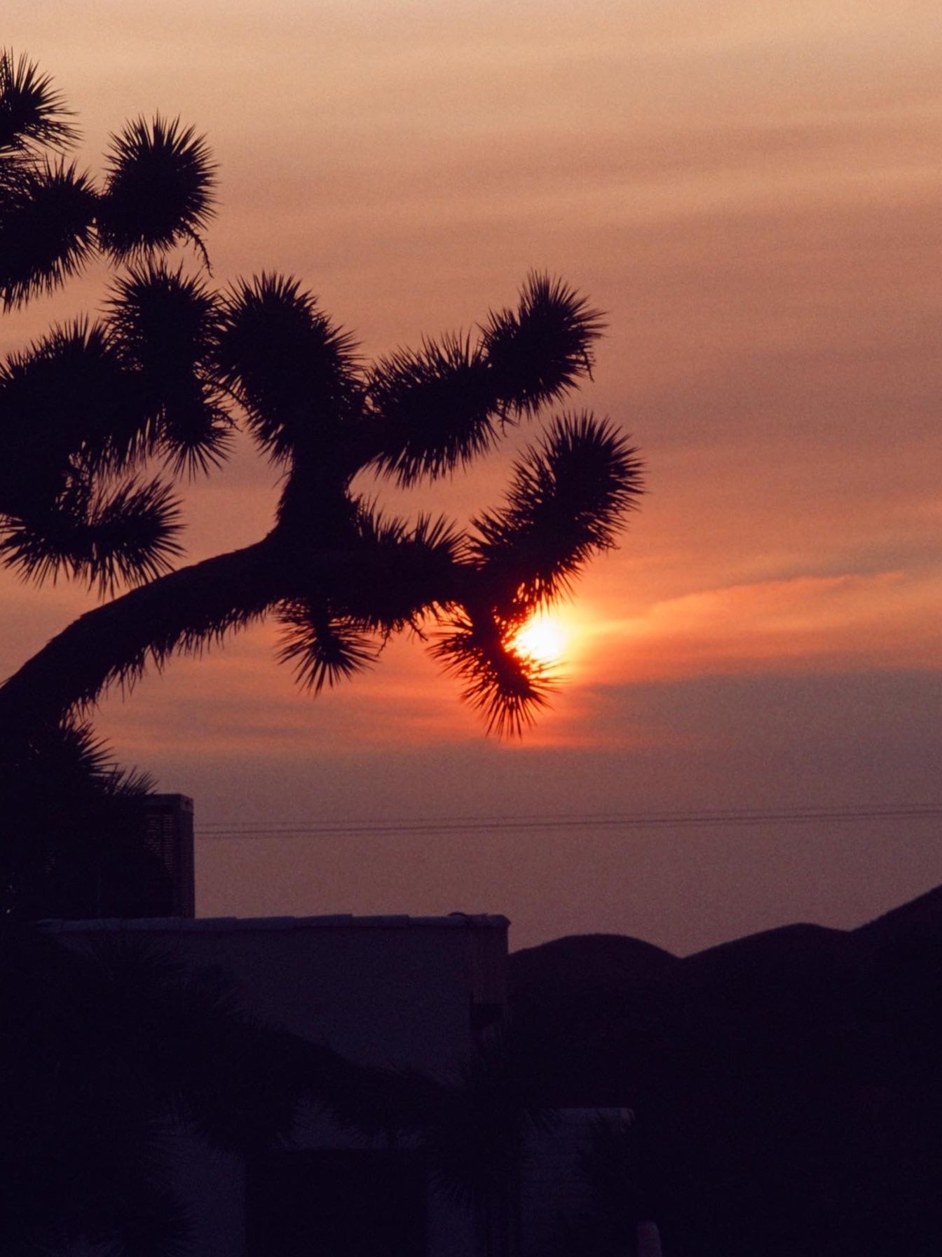 A sunset with a silhouette of a cactus-like tree