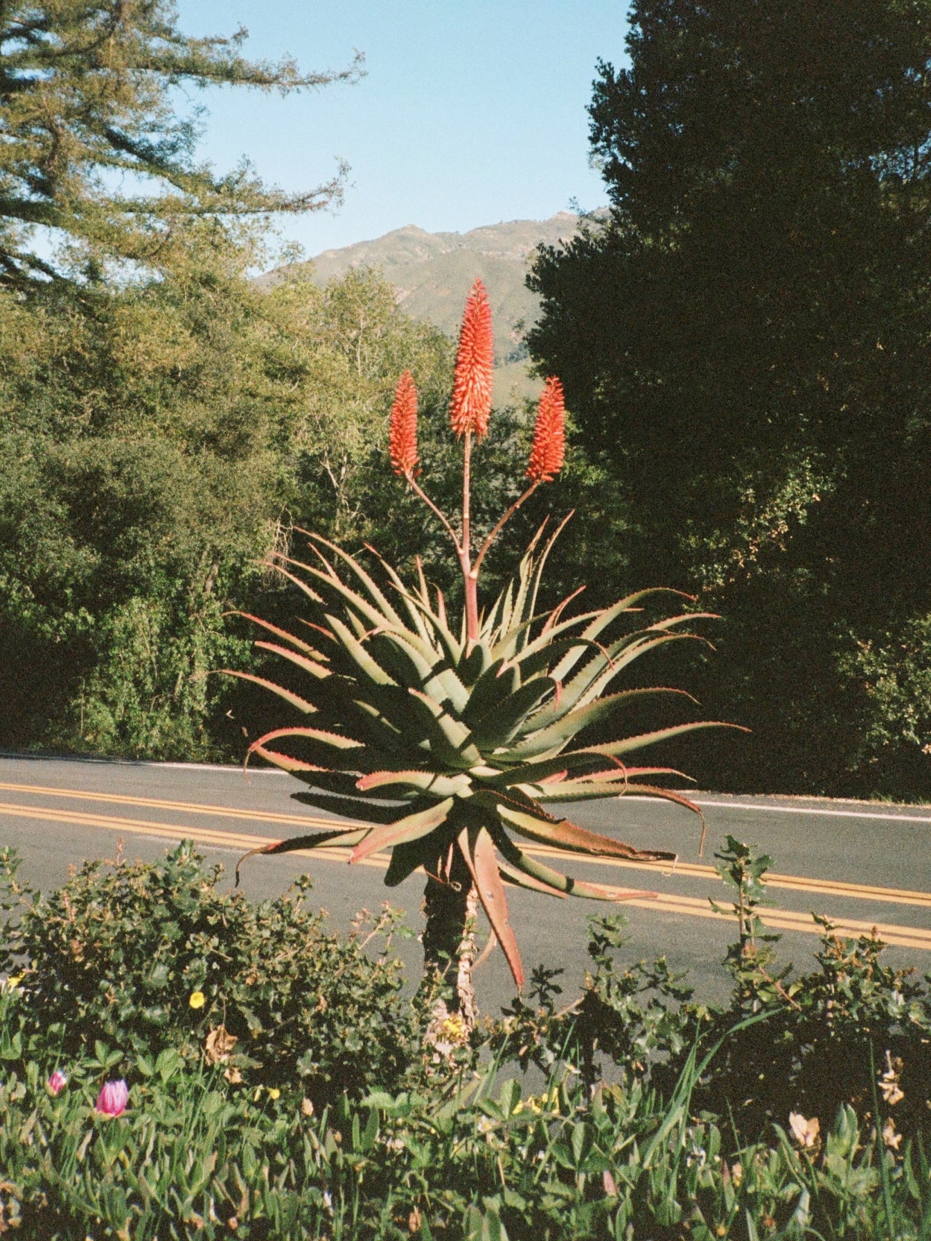 a shot of a beautiful cactus-like plant next to a lush road